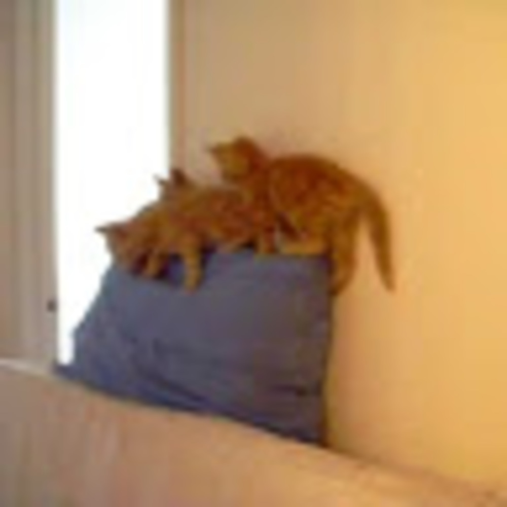 Meet your Posher, Elisabeth